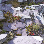 Slate and lichen